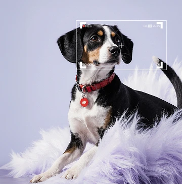 продажа щенков