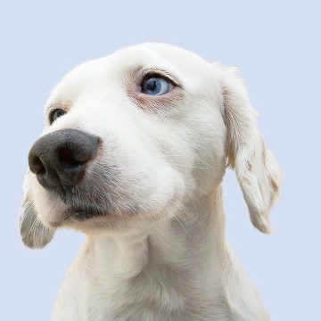 продажа щенков