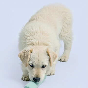 продажа щенков