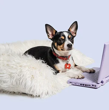 продажа щенков